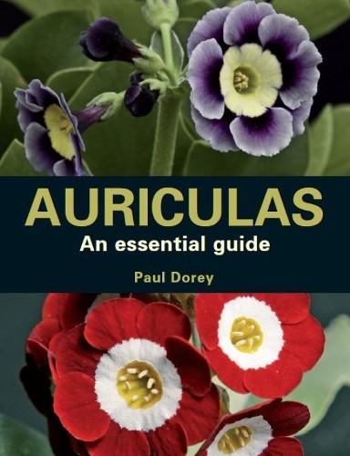 Auriculas paul dorey - by,