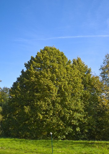 Tilia platyphyllos - , /