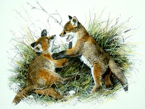 Carl brenders full - full, house-fox