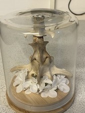 Deer Vertebrate In A Glass