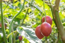 Tamarillo Tree Tomato Seeds