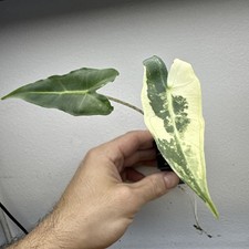 Alocasia Sarian Variegata Albo
