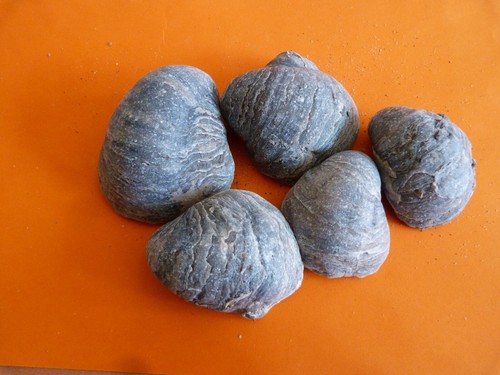 Oxfordian gryphaea dilated - gryphaea,