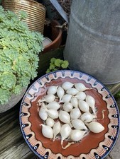 x 25 Snowball Autumn Planting Organic Onion Sets. Free Delivery.Grow Your Own.