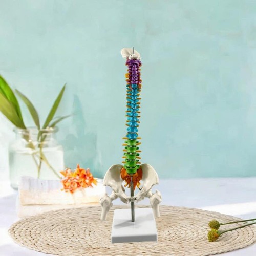 Human spine model - human,