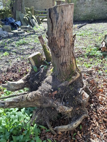 Reclaimed elm tree stump - tree, 1.4