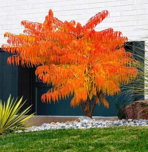 Rhus typhina stag horn - rhus, stag's