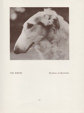BORZOI RUSSIAN WOLFHOUND HEAD STUDY OLD VINTAGE 1934 NAMED DOG PRINT PAGE 