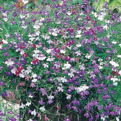 Lovely lobelia cascade mix - cascade,