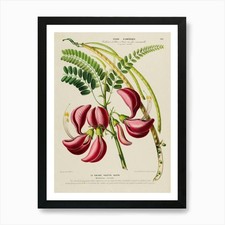 Botanical Illustration Of A