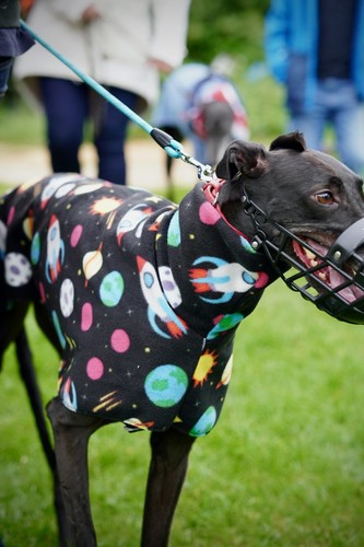Greyhound space fleece - space,