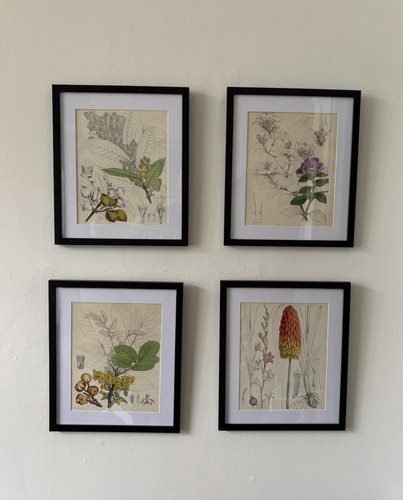 Antique set botanical - of,