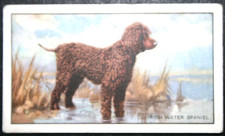 IRISH WATER SPANIEL in Field