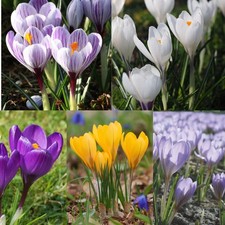 Perfect Plants Signature