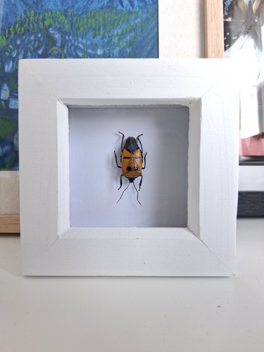 Man faced stink - man, beetle
