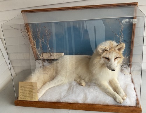 Vintage taxidermy arctic fox - taxidermy,