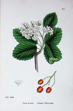 Original Old Antique Print Botany Plants C1902 Common White Beam Pyrus Eu-Aria