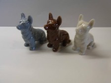 wade whimsie corgis white brown grey dogs