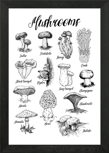 Mushrooms guide types - mushrooms,