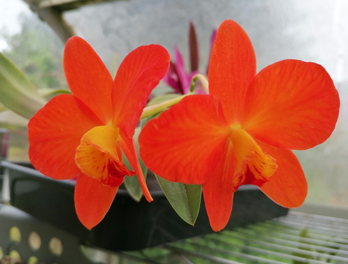 Cattleya chester coccinea - cattleya, sc.