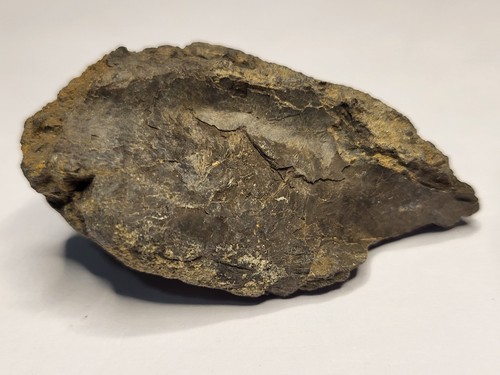 Sauropod jaw section rare - jaw,