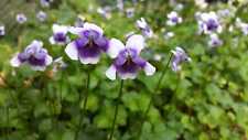 Viola hederacea - Australian