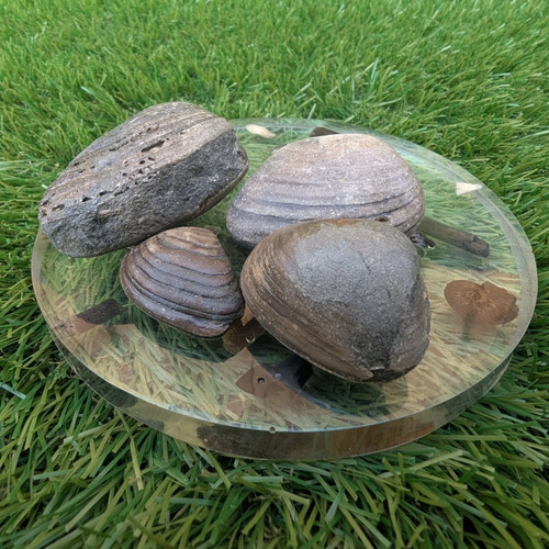 Shell fossil bundle - , redcar