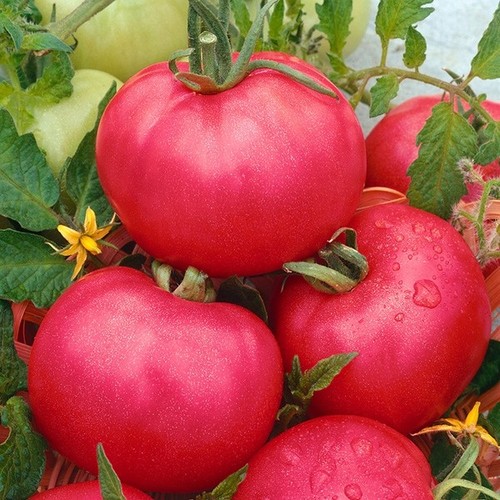 Tomato malinowy - tomato, ‘malinowy’