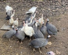 Guineafowl Eggs Mixed Colours