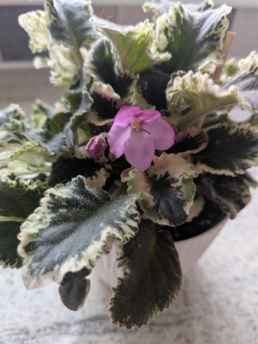 African violet variegated - , 2