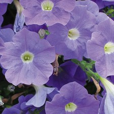 Petunia Surfinia Sky Blue