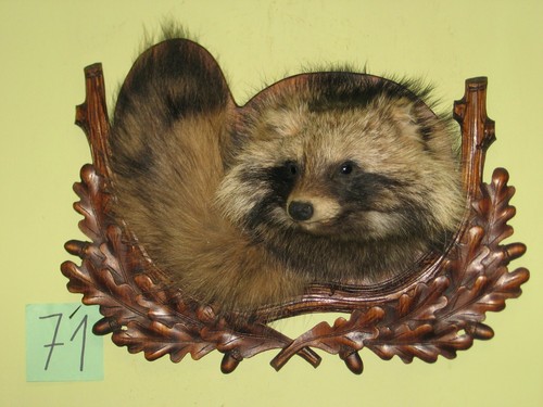 Raccoon dog head taxidermy - raccoon,