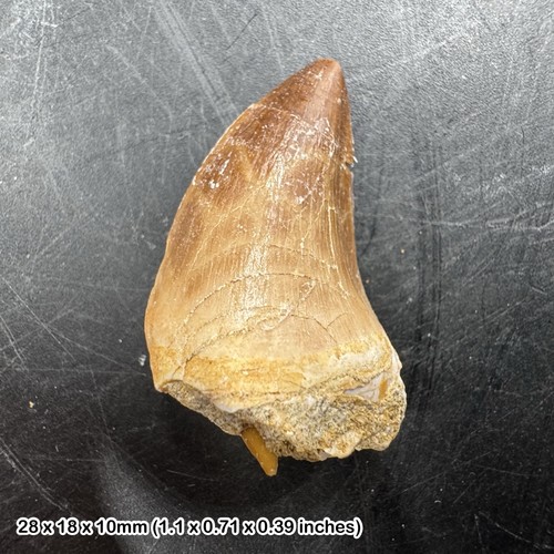 Mosasaur tooth fossil - fossil, –
