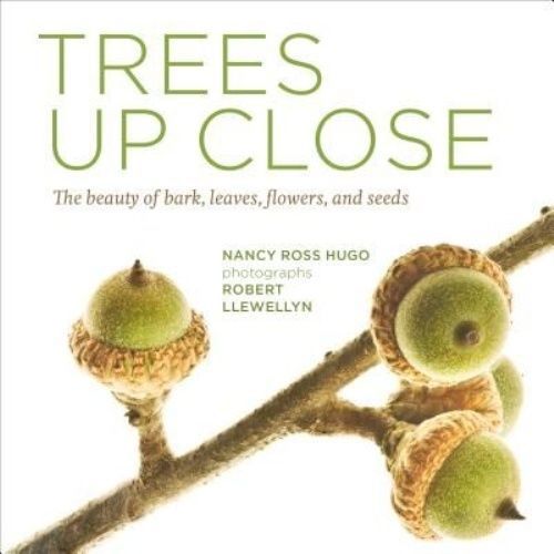 Trees close the beauty of - up,