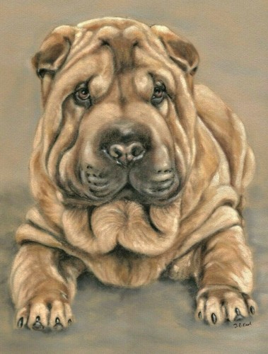 Shar pei print dog - art,