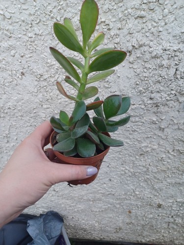 Multi head crassula - head,