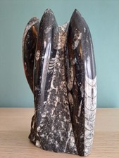 Orthoceras Polished Fossil Statue Standing 