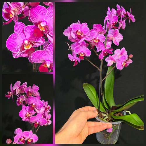 Phalaenopsis pink unique - phalaenopsis,