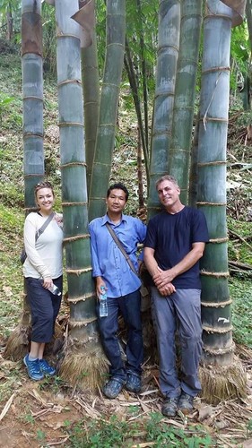 Giant bamboo dendrocalamus - giant,