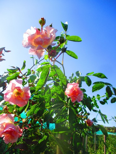 9ft climbing rose - 9ft,