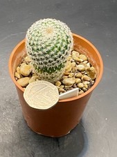 mammillaria microhele