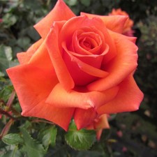 Wonderful You - 5.5lt Potted