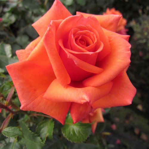 Wonderful you 5lt potted - wonderful,