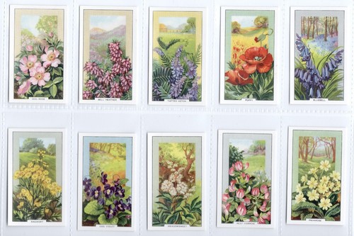 Wild flowers cigarette cards - flowers,