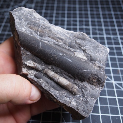 Czech fossil orthoceras - czech,