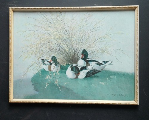 Vintage vernon ward shellduck - vintage,
