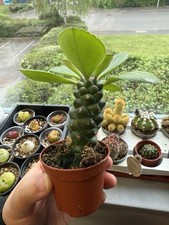 Euphorbia Ritchiei in 6cm pot rare succulent cactus