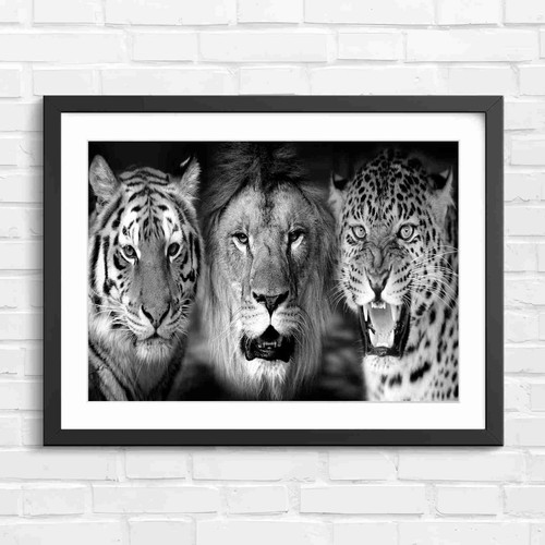 Three majestic big - majestic, cats