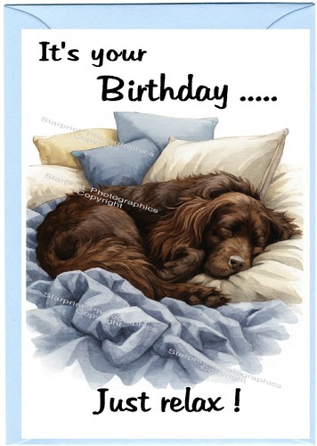 Field spaniel dog - spaniel, 6")