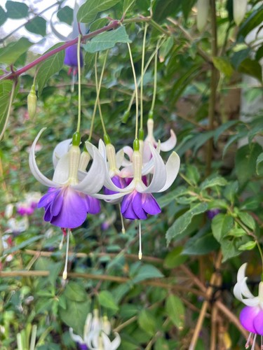 Fuchsia delta sarah - fuchsia,